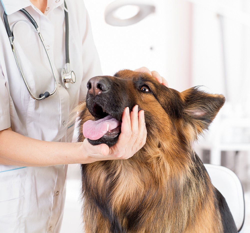 Laurent Meisterhans, clinique vétérinaire de Richwiller